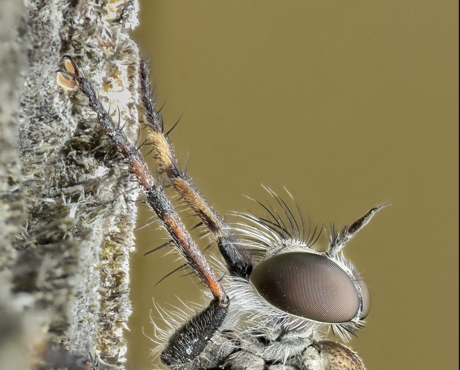 Here's an Unsolicited Bug Photo for You...