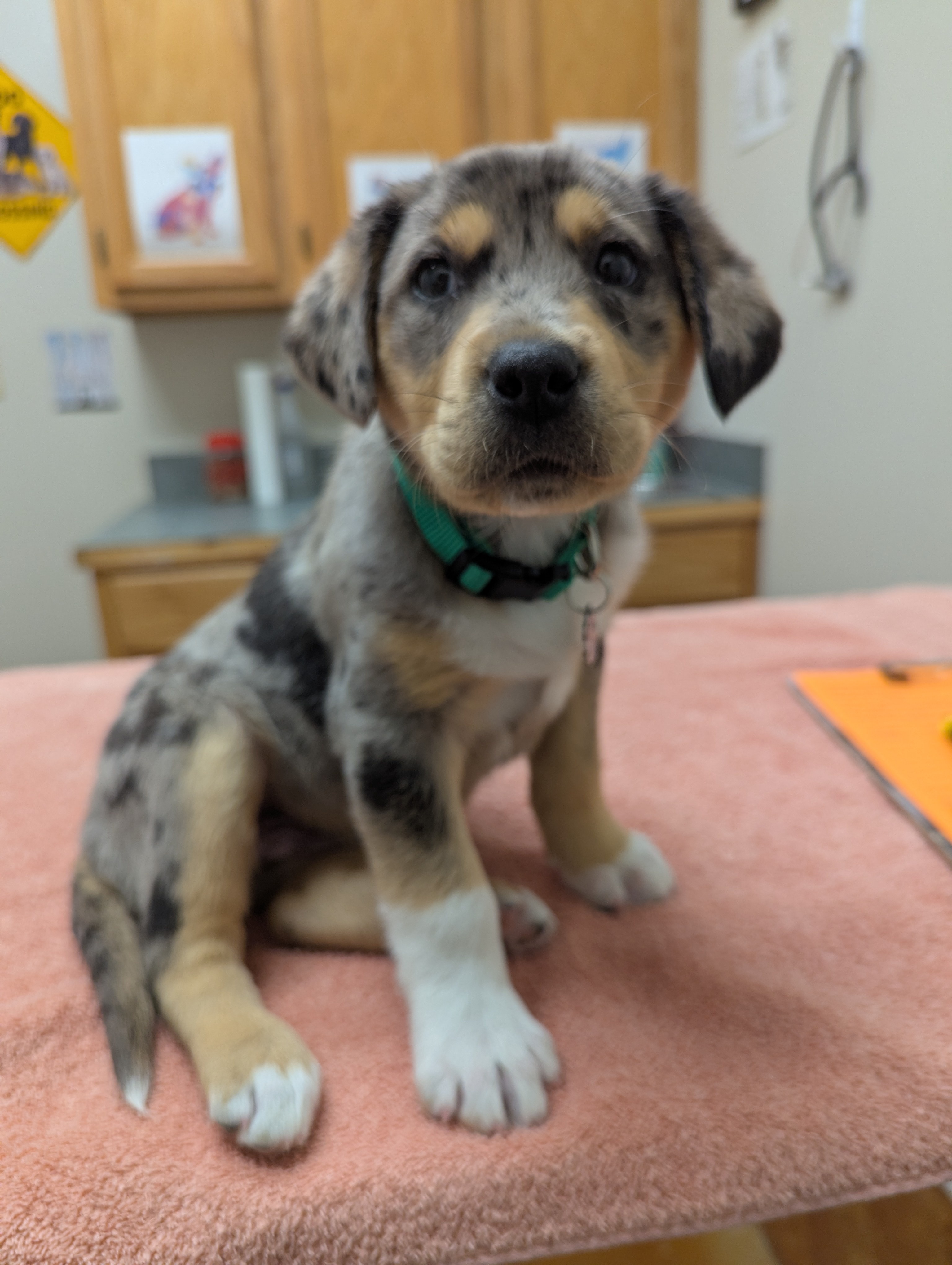 Introducing Murphy Malou Chicken Nugget: The Star of the Show