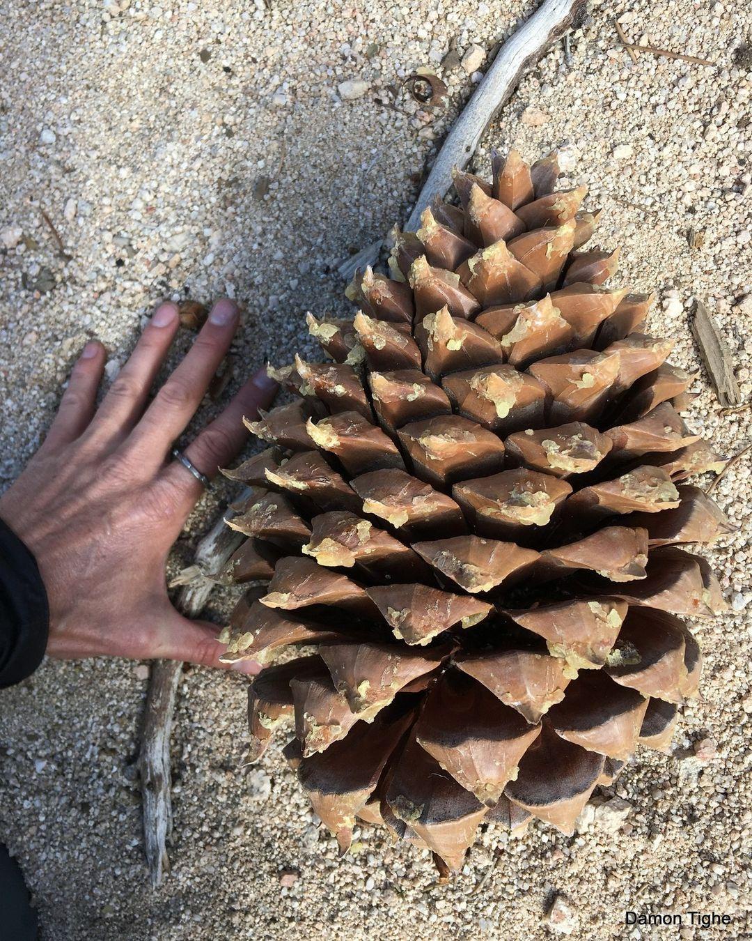 Pinecone: The Essential Item for the Occasion