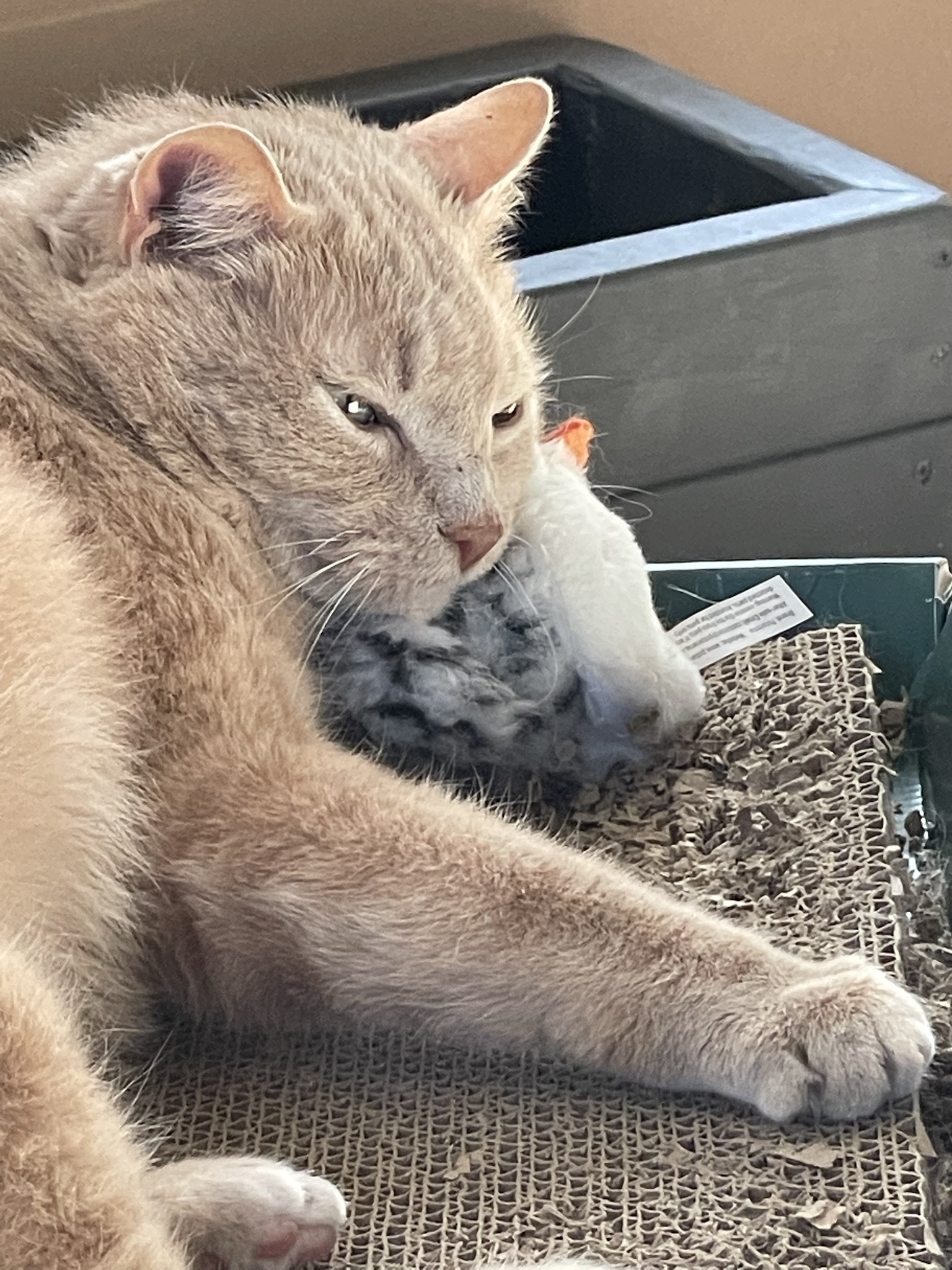 My 17-Year-Old Cat and His Beloved Toy