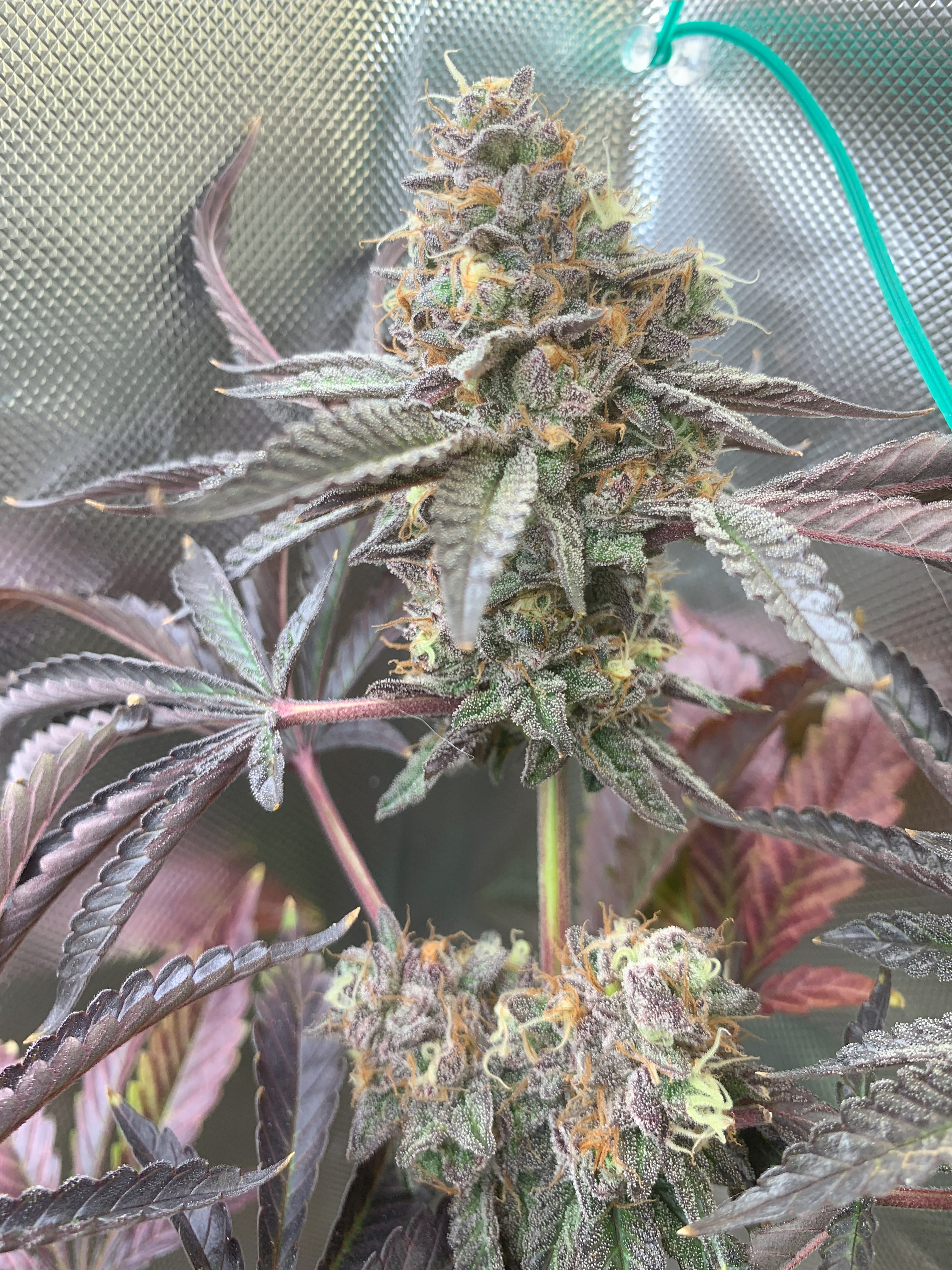 Exploring the [JetFuel Gelato] Bag Seed, Pheno.2