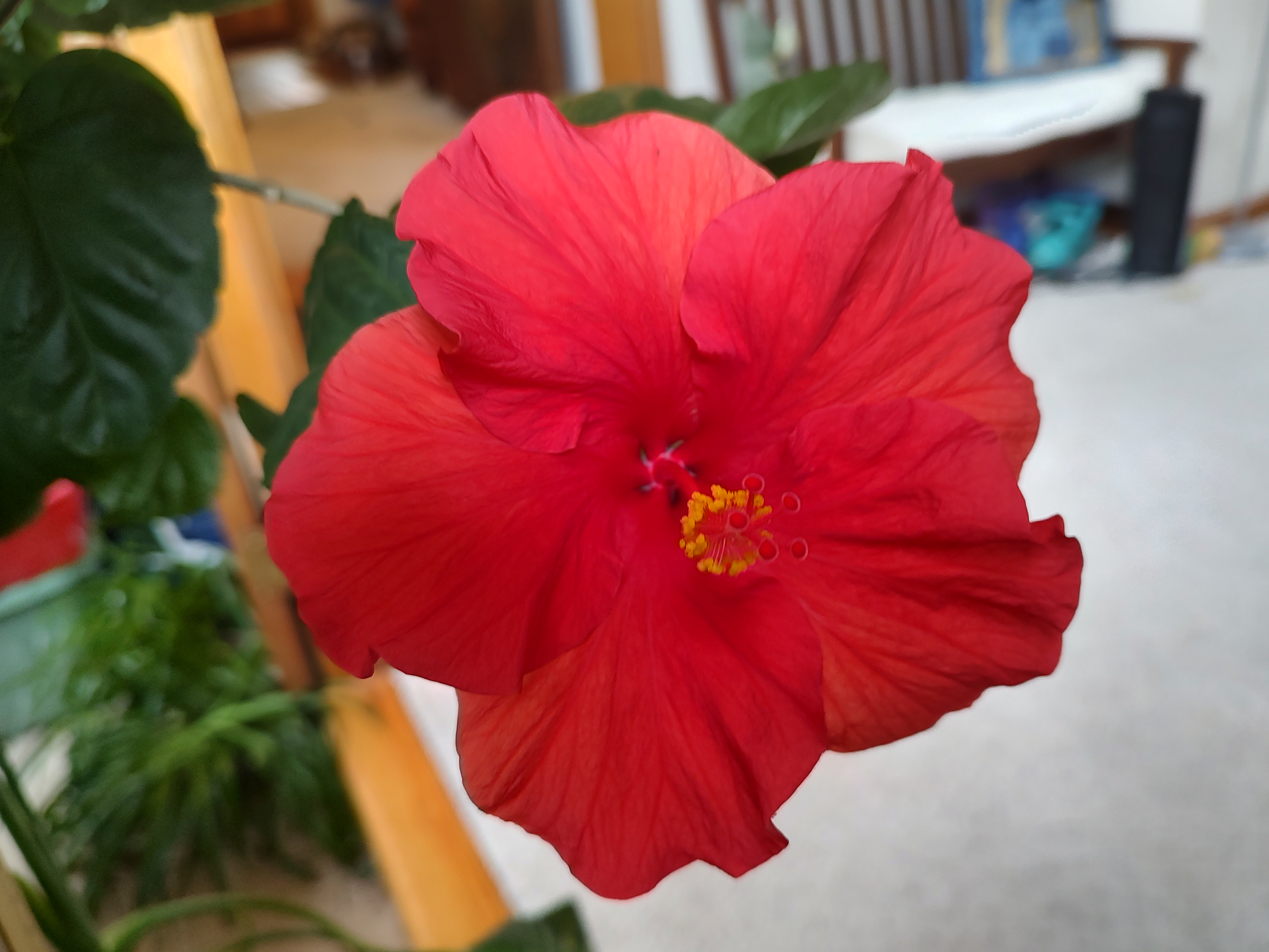 Today's Hibiscus Blooms - A Beautiful Pair