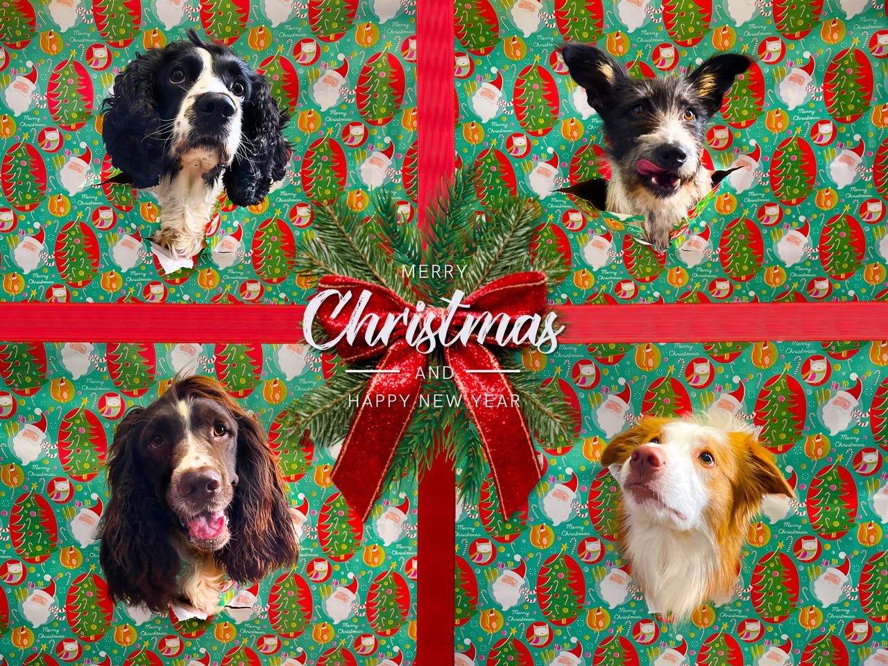 Wishing You a Merry Doggo-mas Filled with Cuteness!