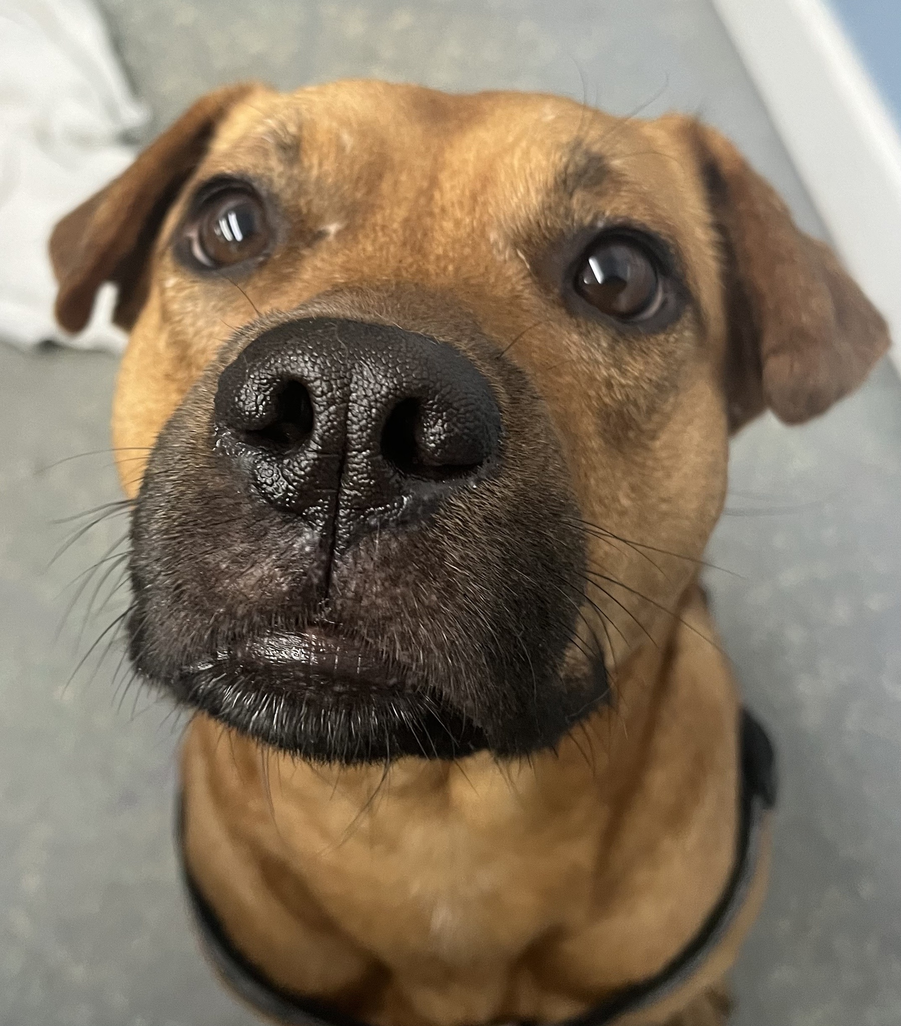 Time to Relax: Give That Snoot a Gentle Boop