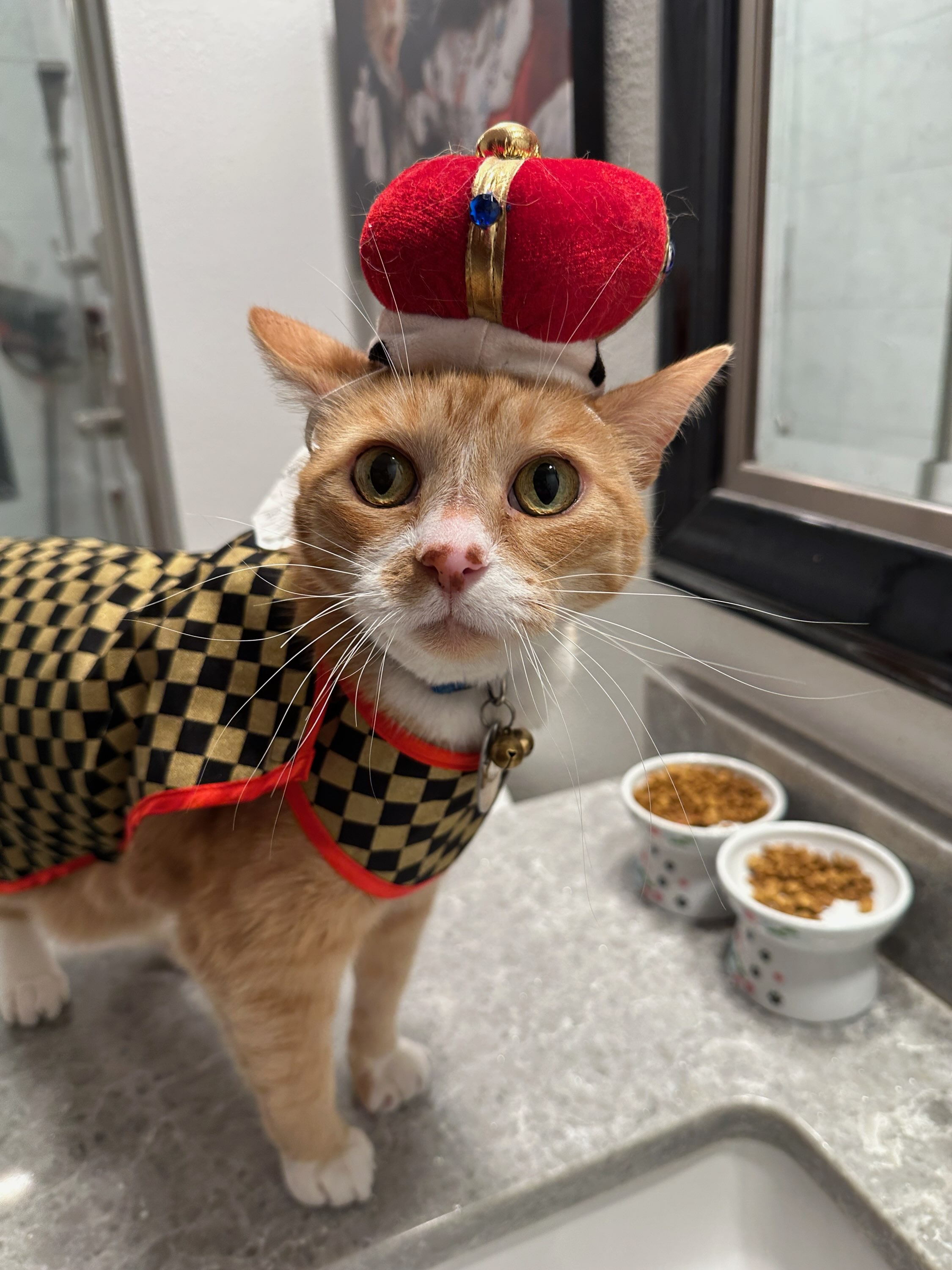 Meet His Royal Highness, Mr. Butters: The Feline Monarch