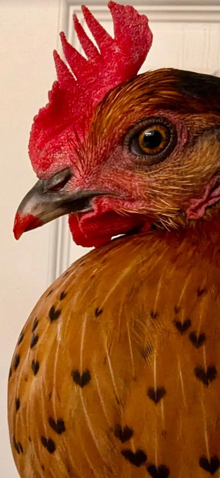 A Heart Covered in Cocka: A Unique Perspective