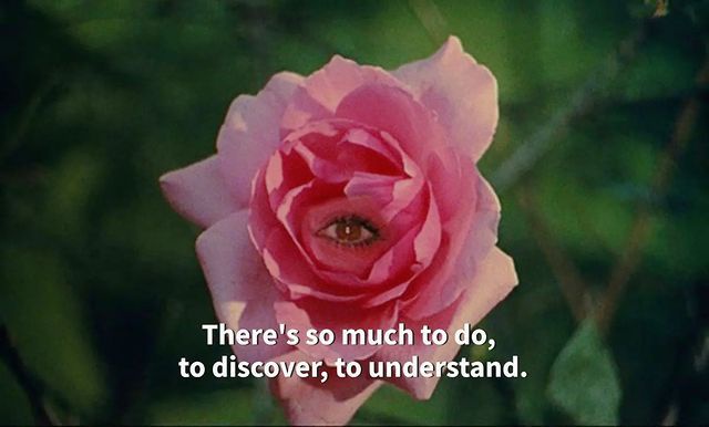A Beautiful Rose in Bloom