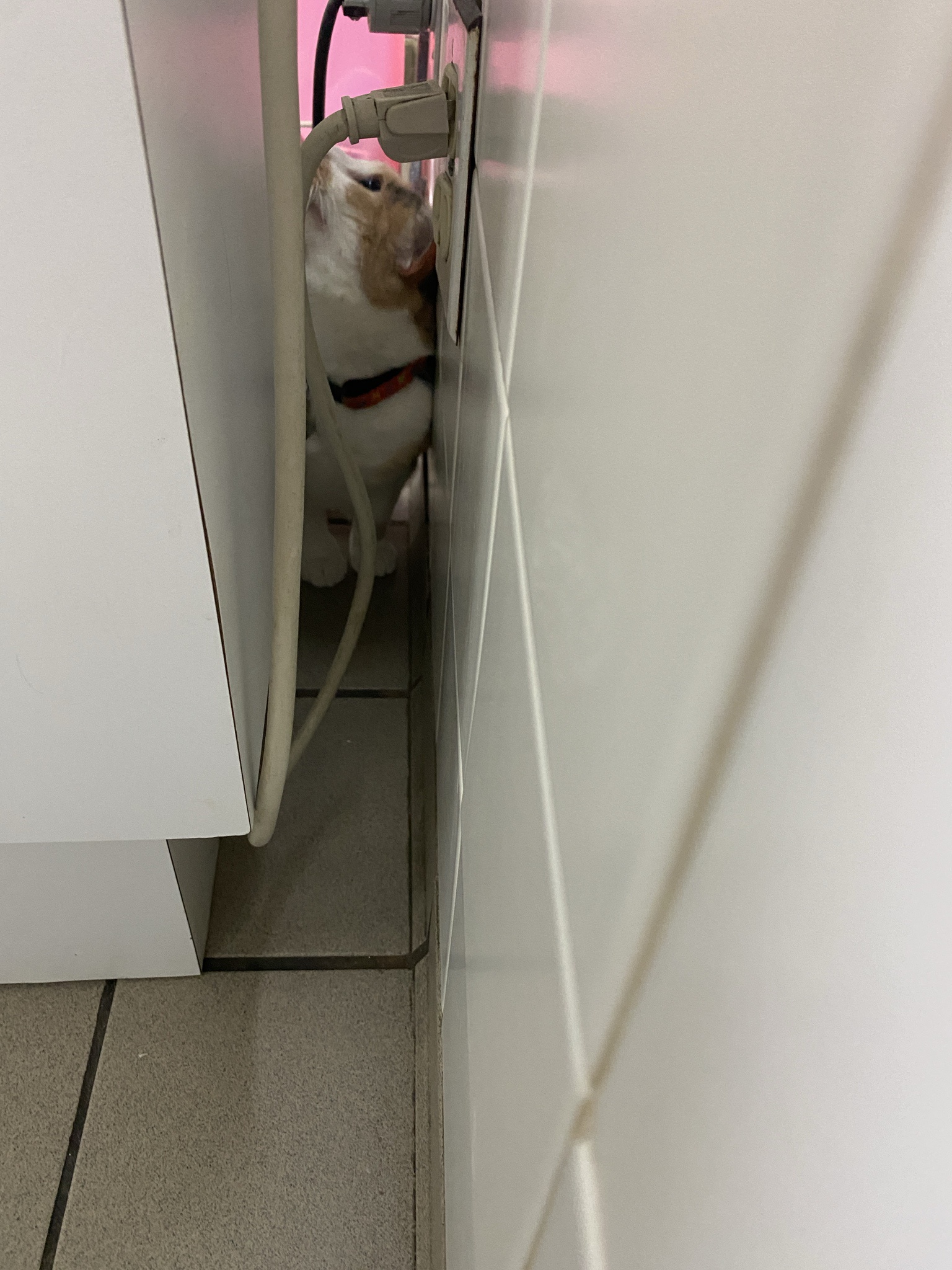 Sneaking Away from the Vet
