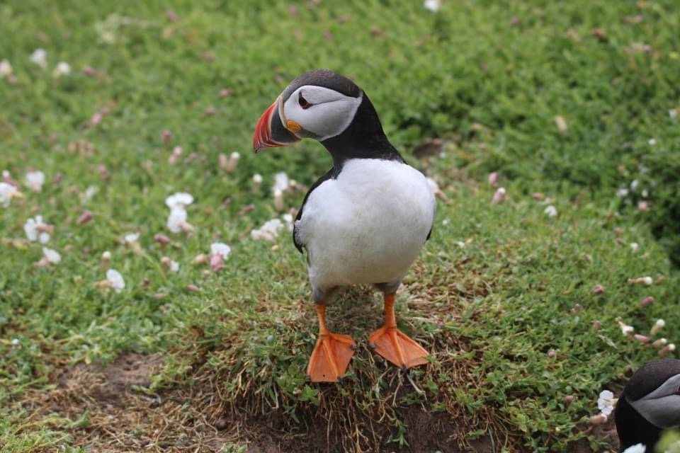Meet the Adorable Puffin!