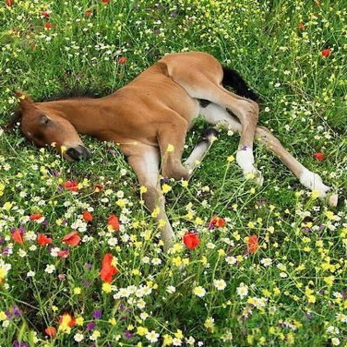 I’m calling it: Foal Alert!
