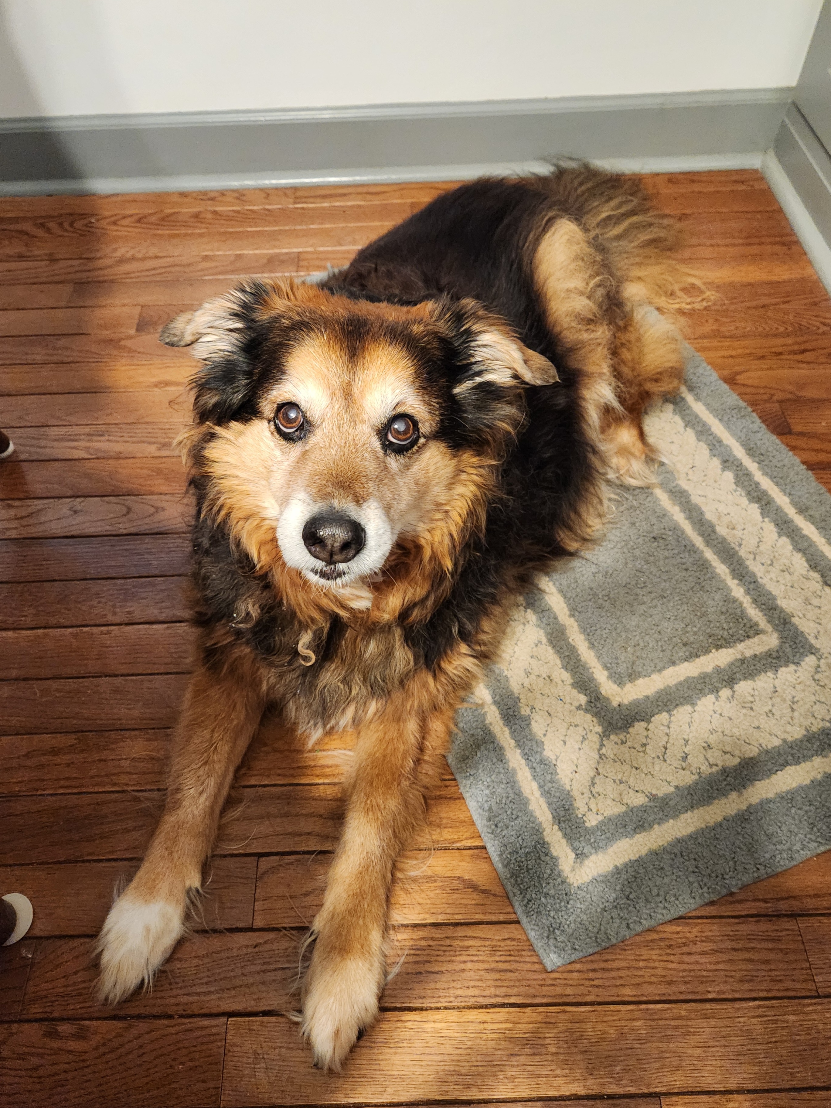 Peanut the Dog's Daily Adventures - Day 1571