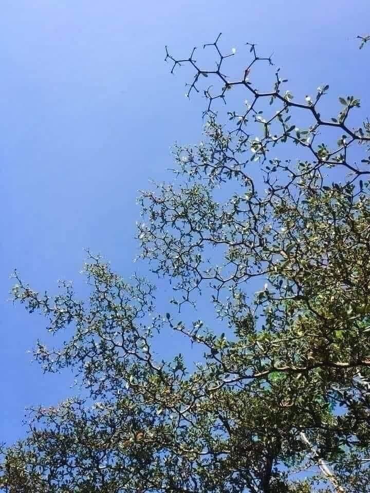 A festive twist on chemistry: Chemis-tree!