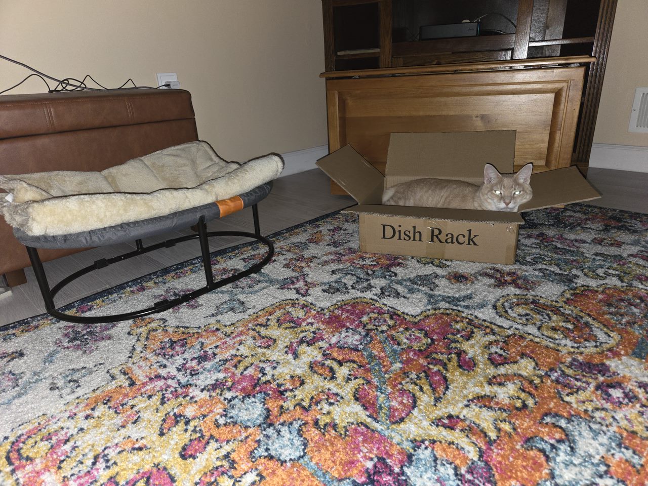 Guess What? I Just Got a New Bed!