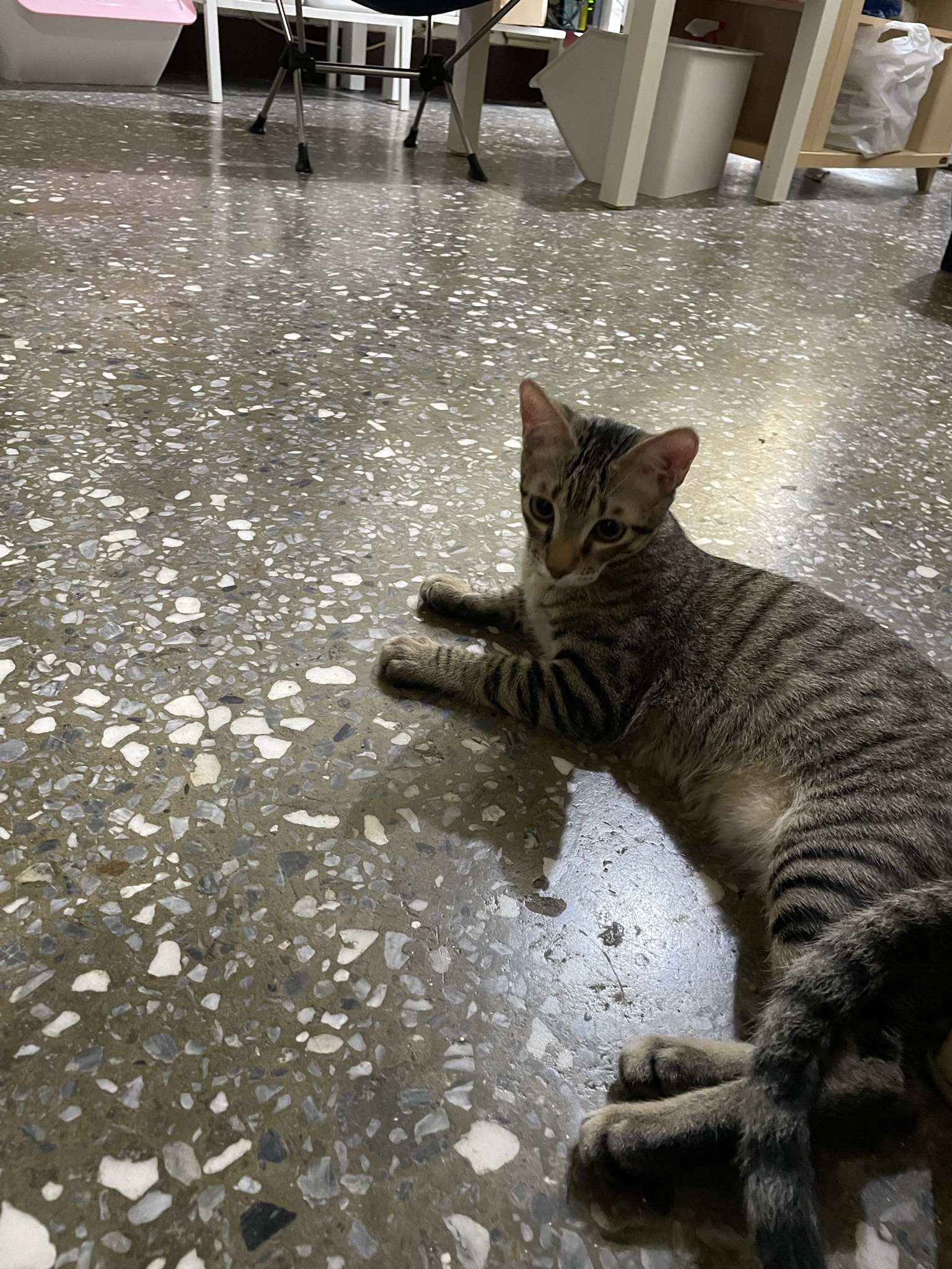 A tiny cat stealing hearts everywhere!