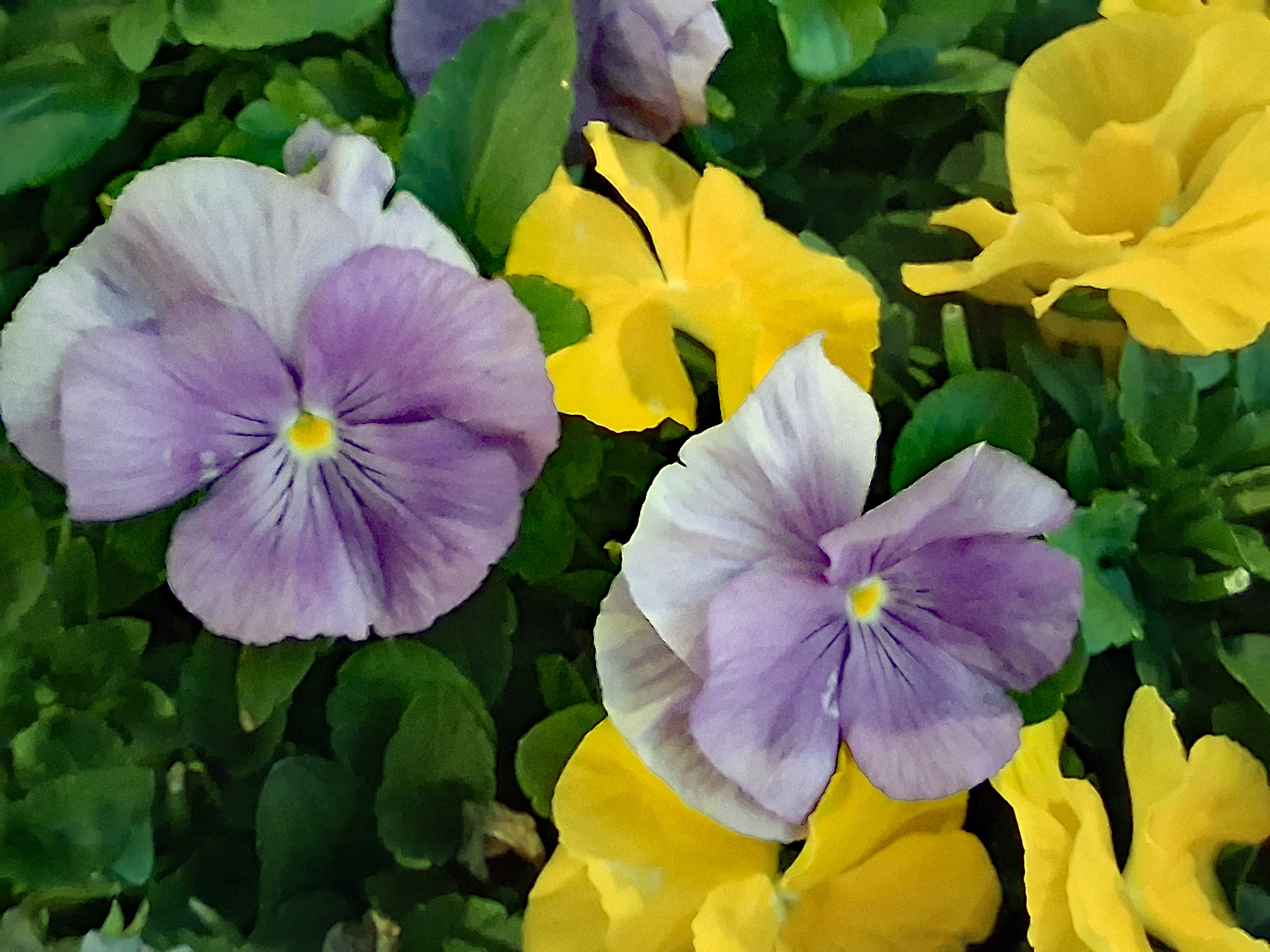 The Delicate Beauty of Pansies