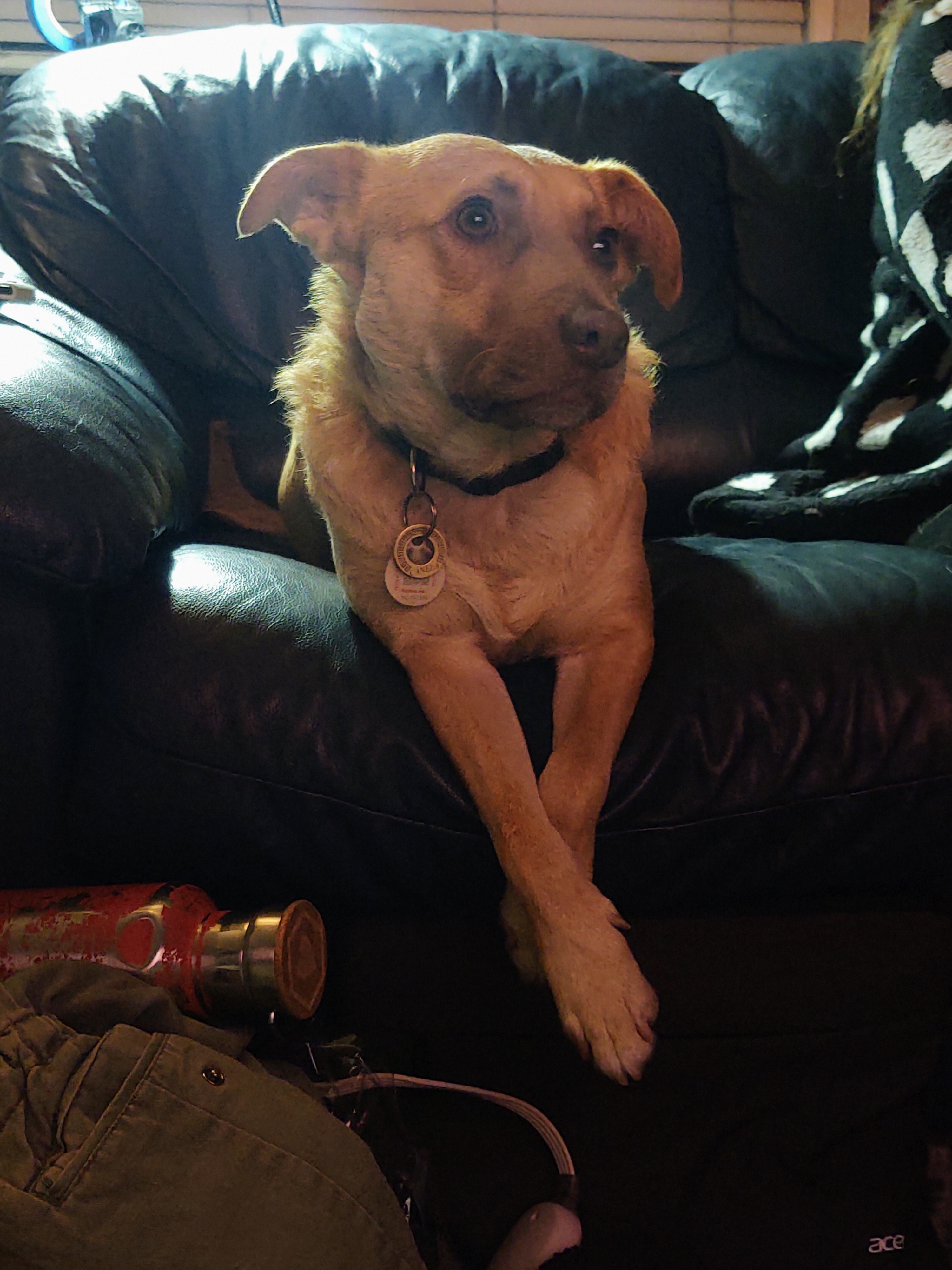 I’m starting to suspect my dog might actually be a house elf in disguise.