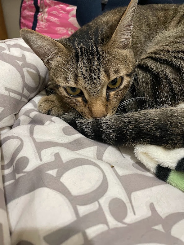A Cat's Life: The Ongoing Saga