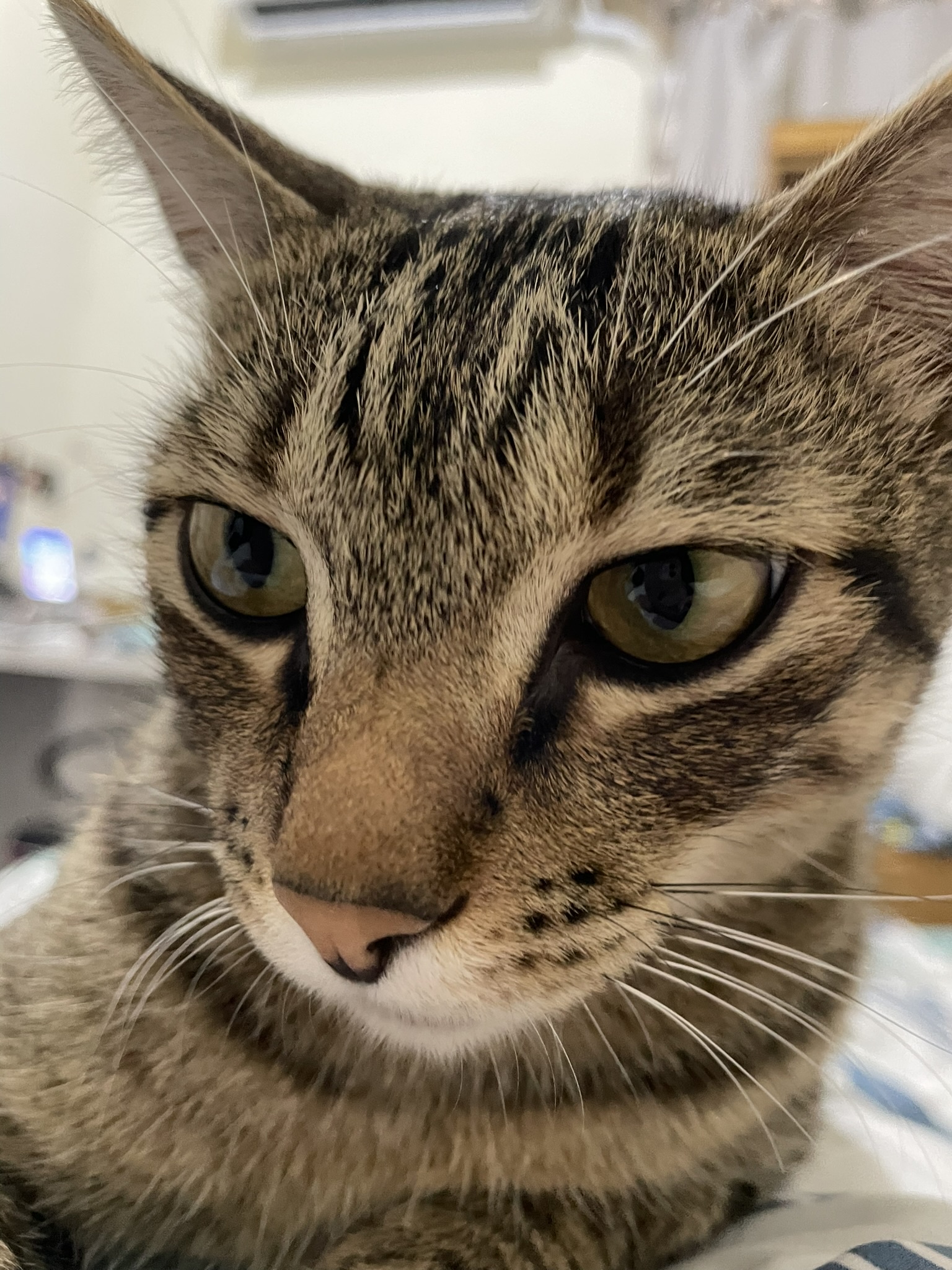 Just a Cat Being Its Charming Self
