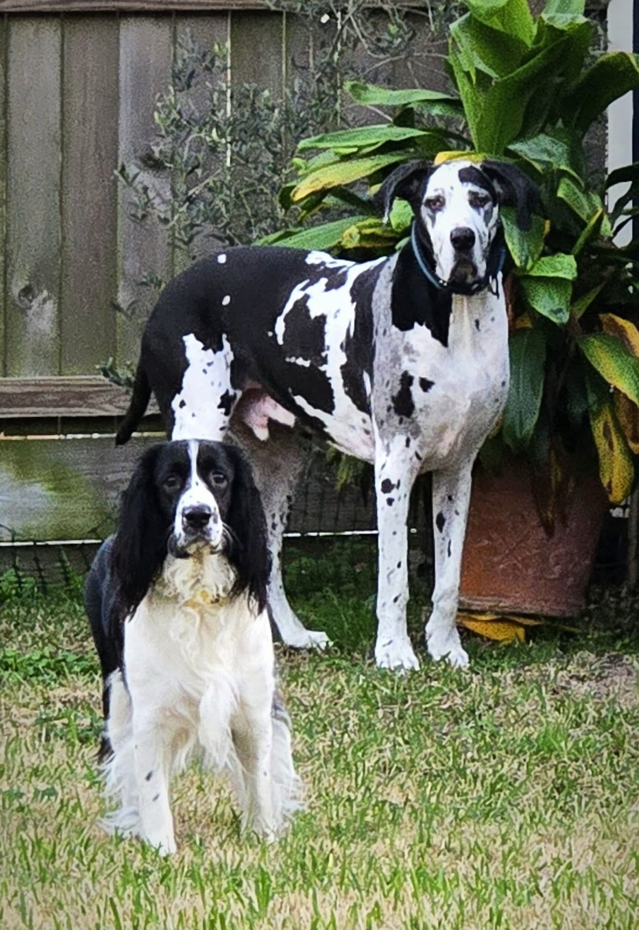 Best Friends Forever: A Heartwarming Bond