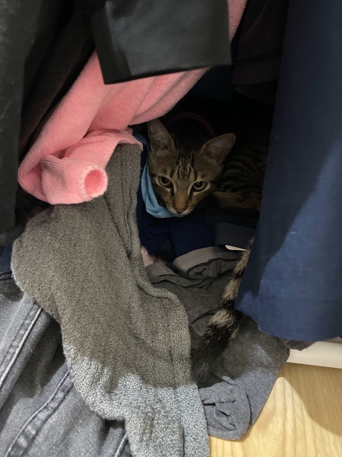 A curious cat caught hiding in the closet