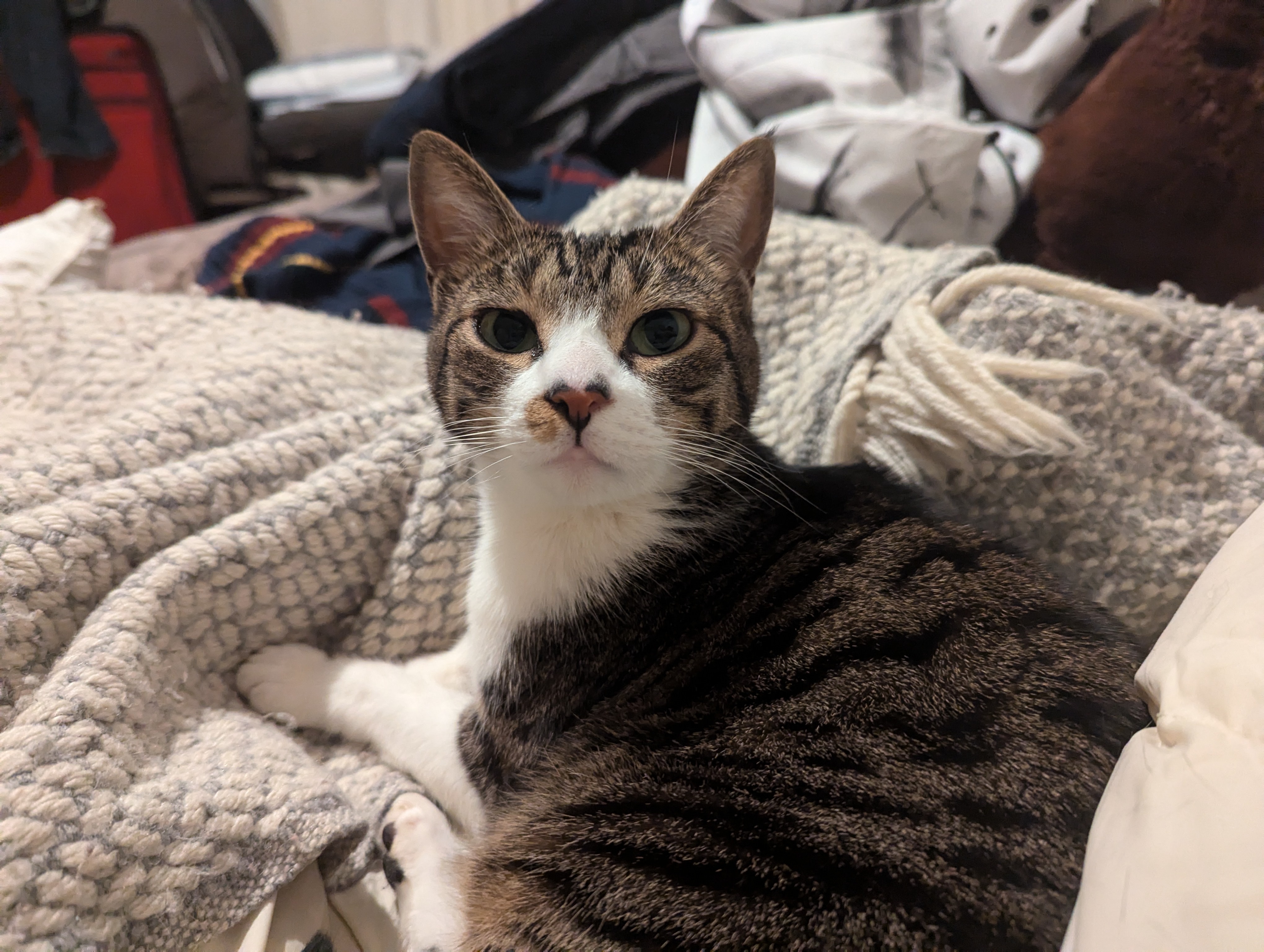 Did Beep Really Miss Caturday?