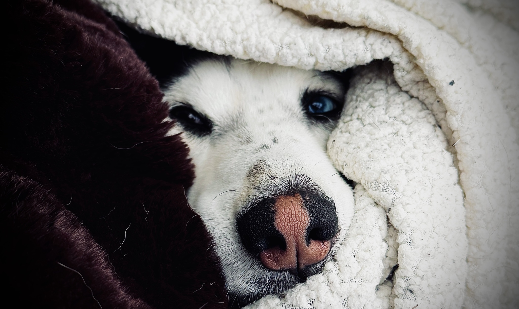 Stay Cozy and Safe: The Ultimate Dog Cuddle Guide