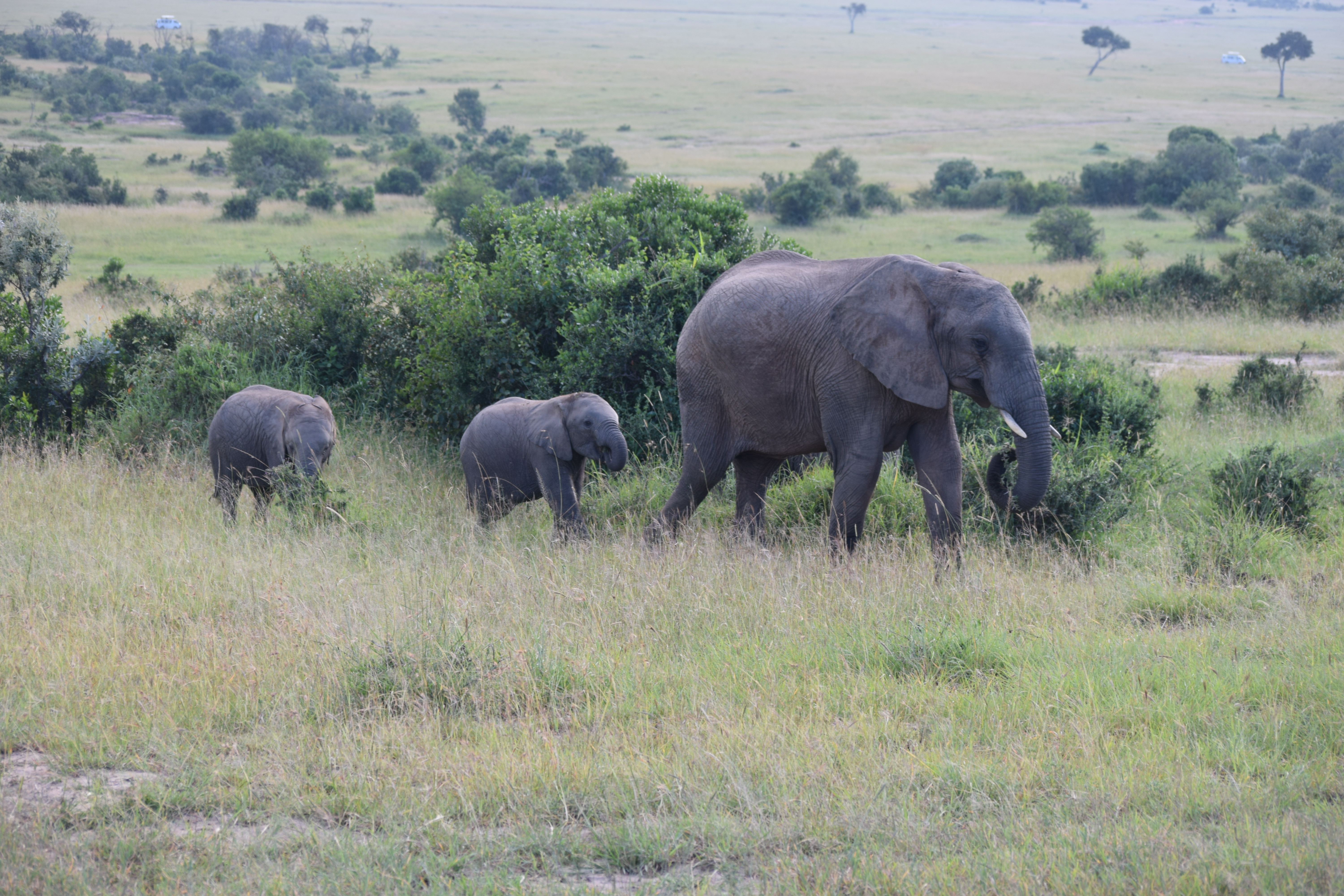 Elephant Dad and His Adorable Calves