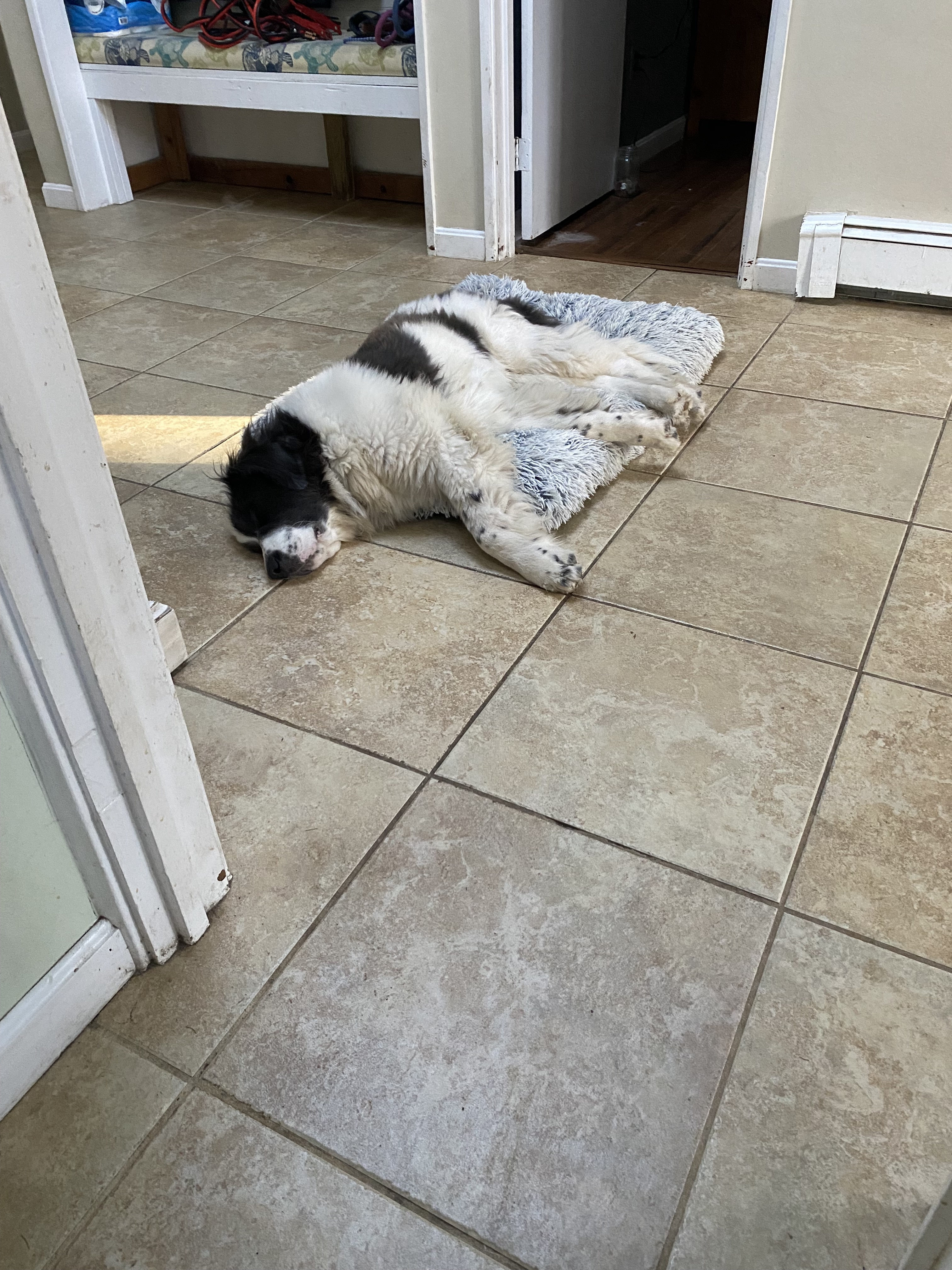 Tonky's exciting new bed adventure!