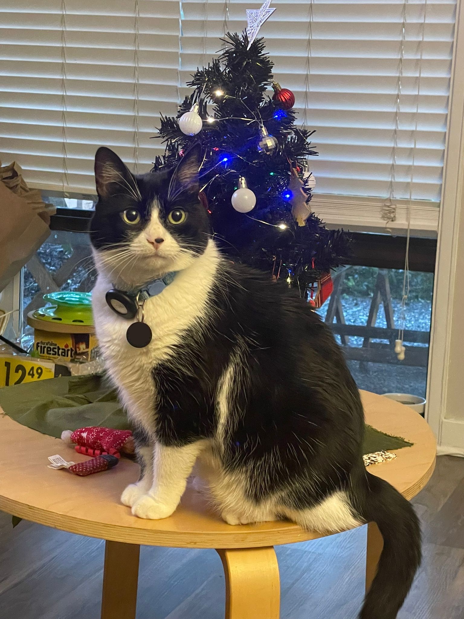 Meet the Chrimbus Cat - Go Team Acorn!