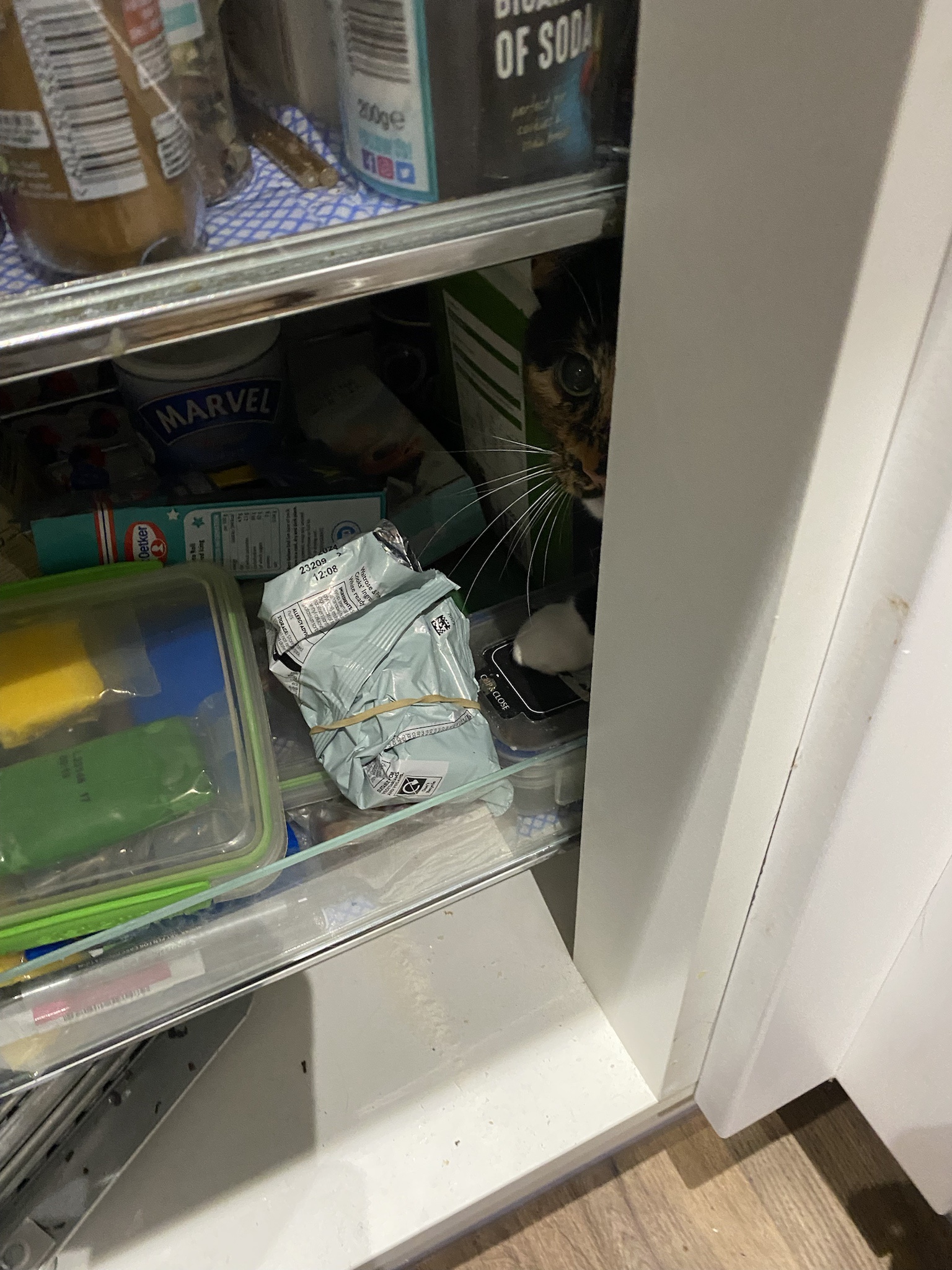 Crumble's Daily Snapshot: A Glimpse into the Ordinary