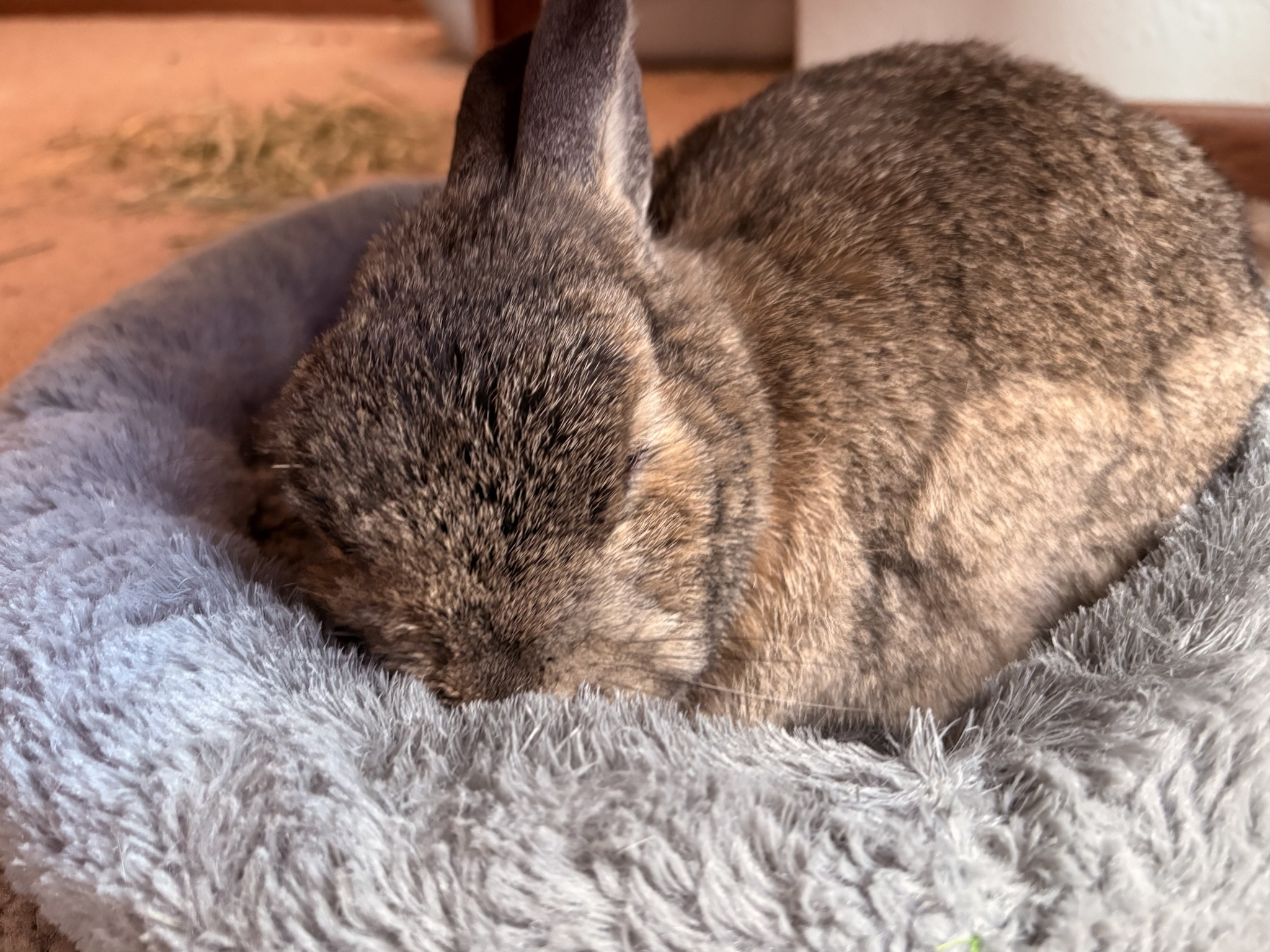 Hugh Bun Wishes You a Cozy Day