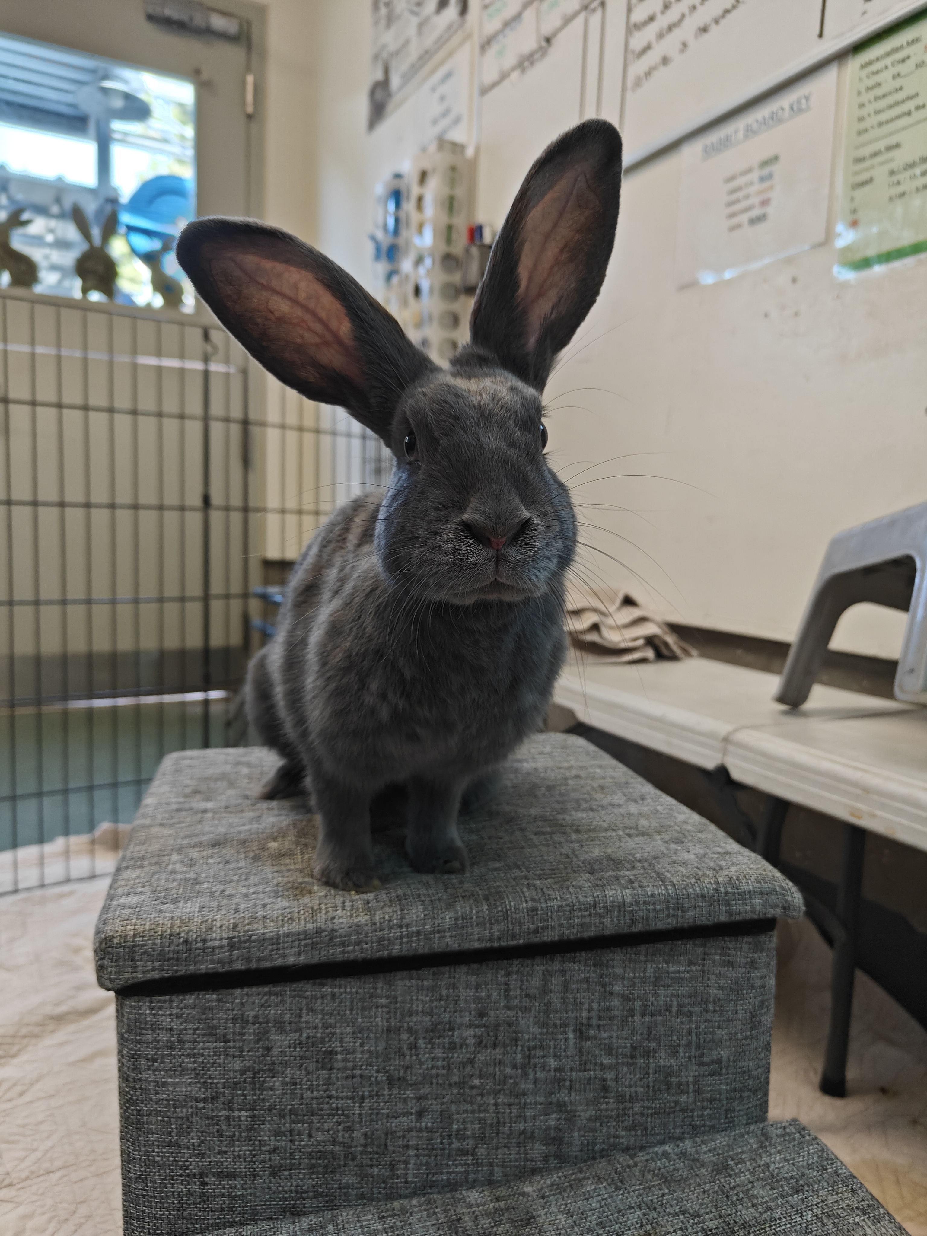 Meet the adorable bunnies I’m volunteering with this week at the shelter!