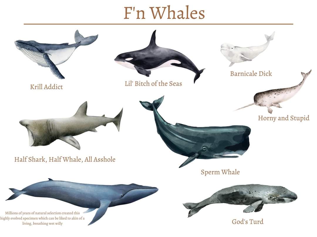 Whales: The F'n Majestic Creatures of the Sea