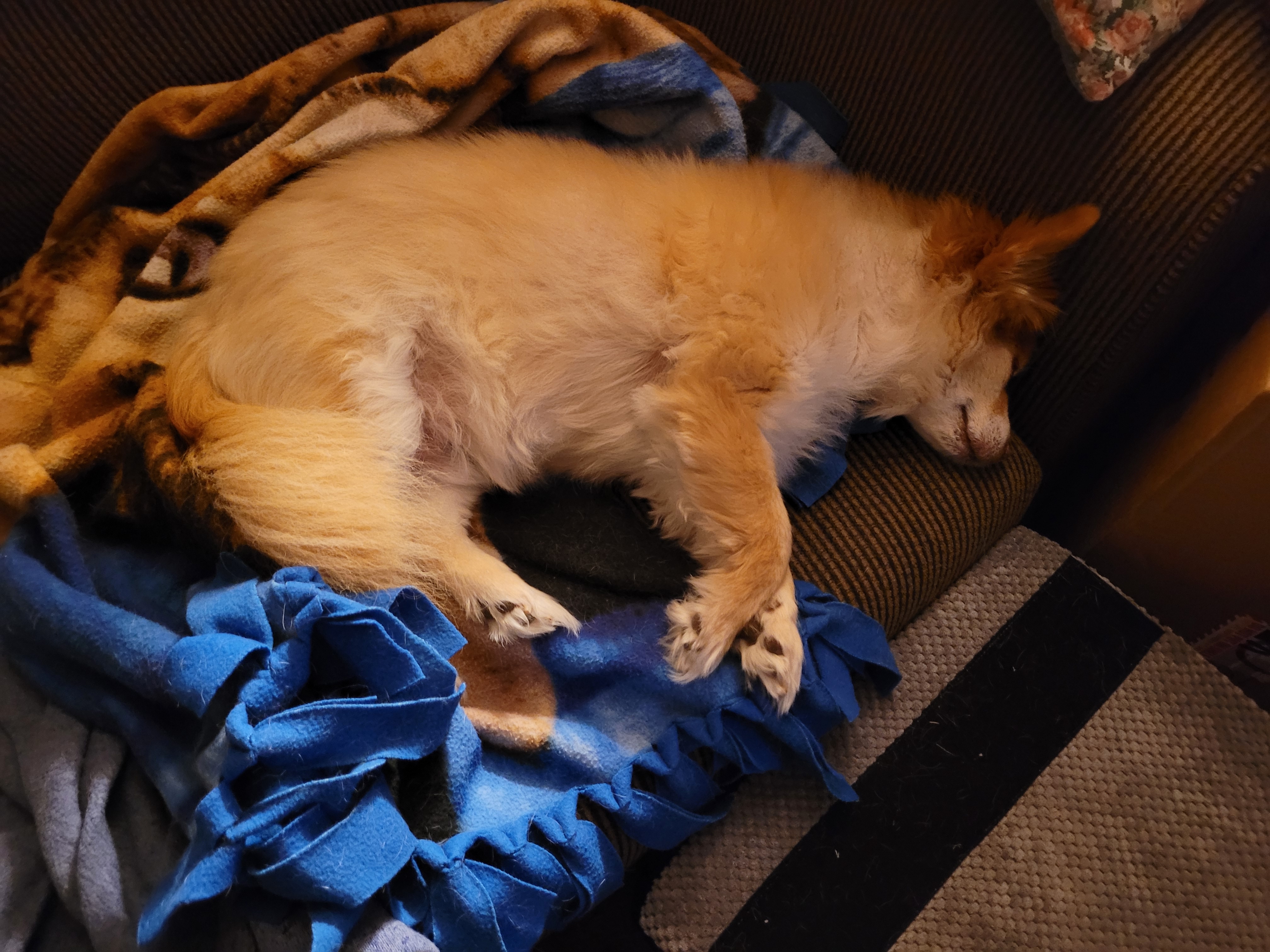 The Ultimate Sleepyhead: Cuteness Overload!