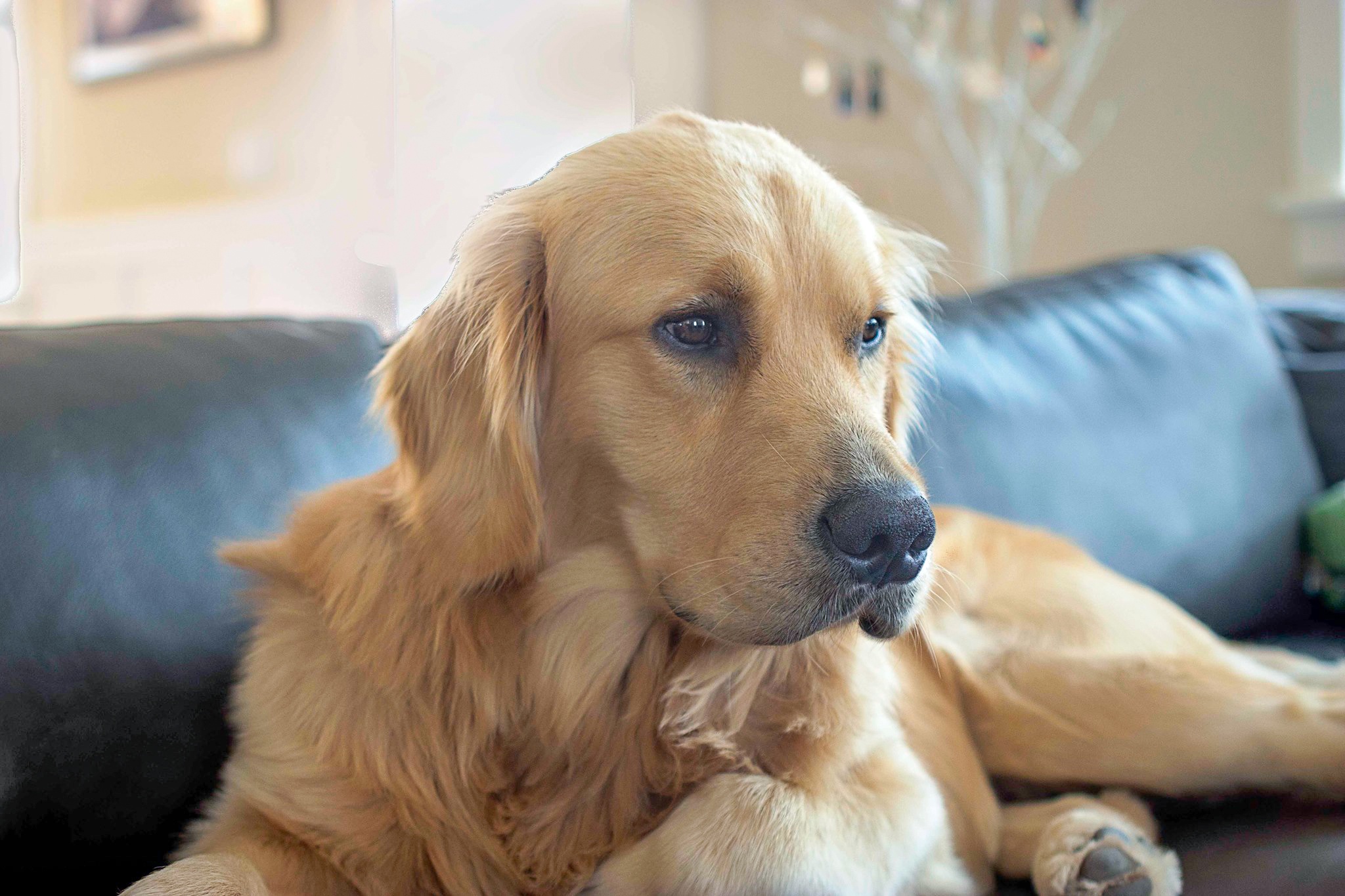 Cooper before he got that sugary makeover