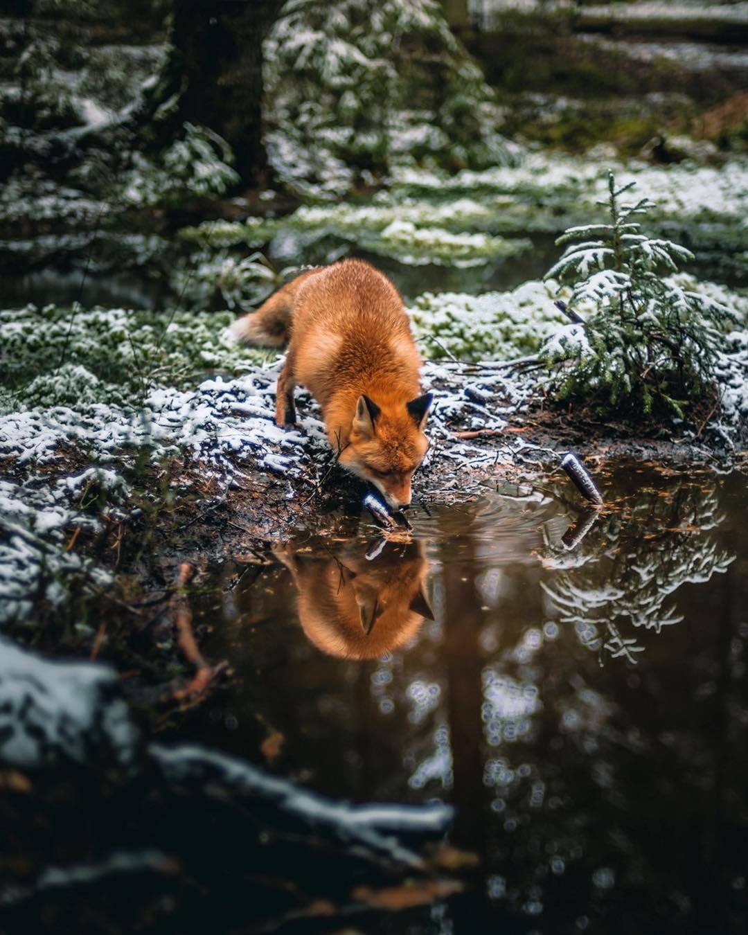 The Cunning Charm of the Fox