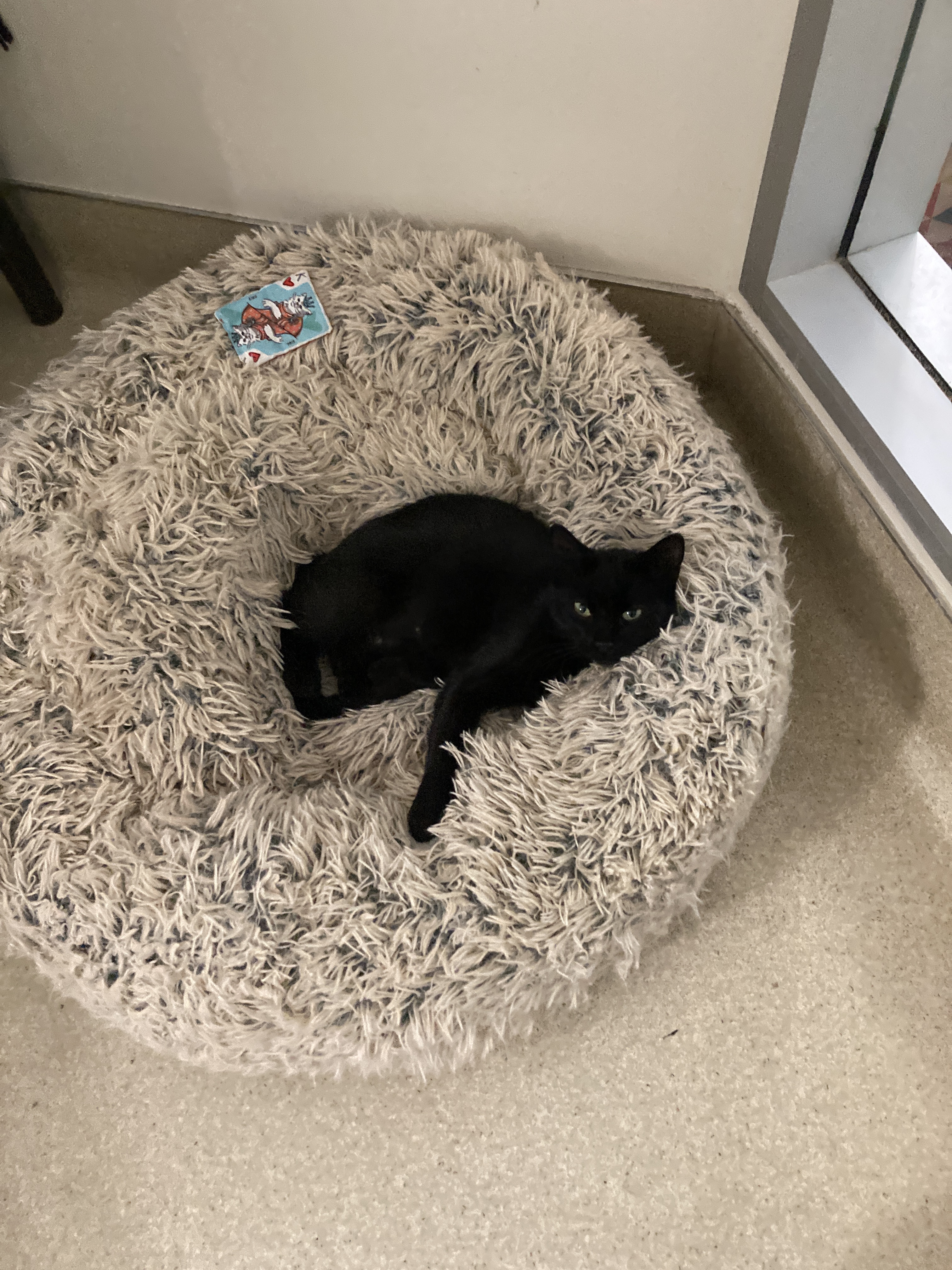 Just chilling with some adorable cats yesterday and today.