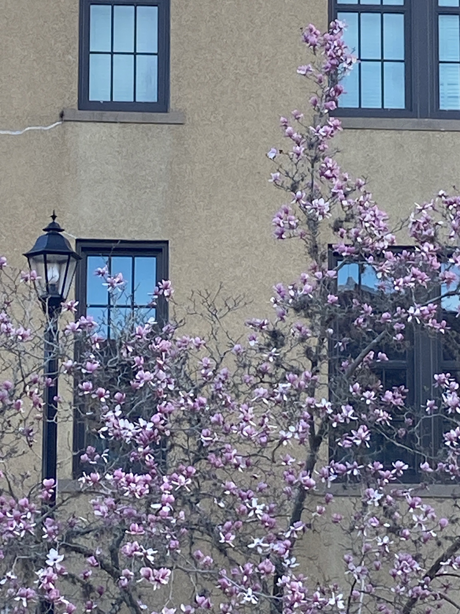 Japanese magnolias blooming beautifully on campus