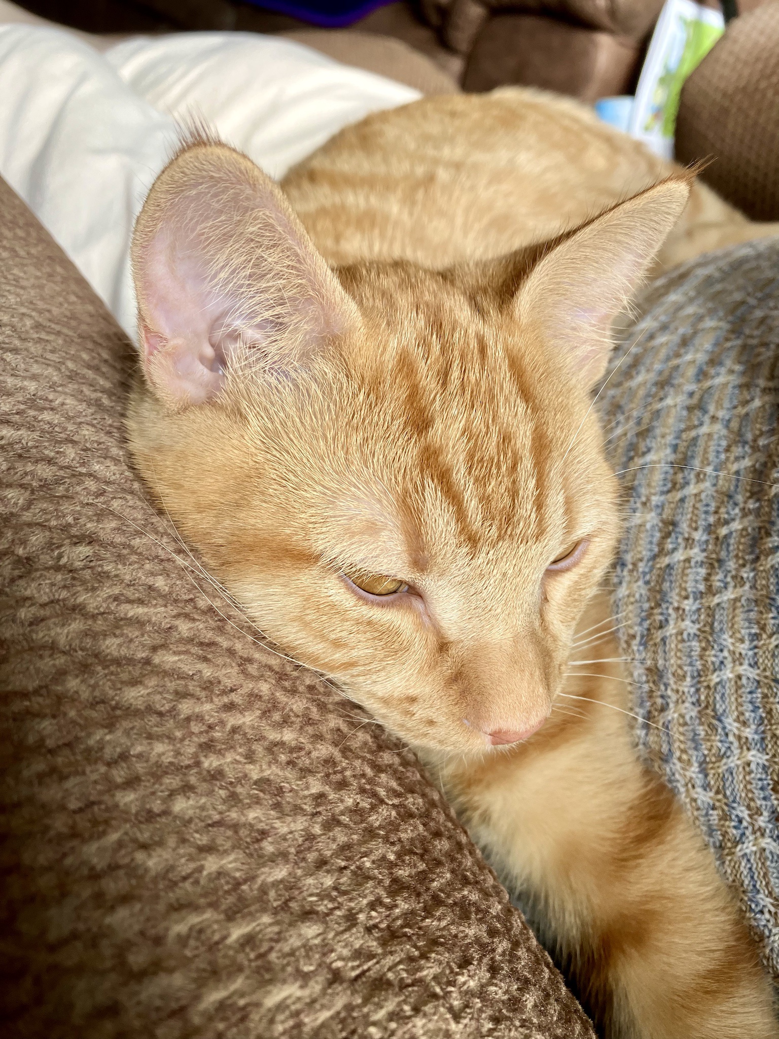 Caturday Love: Celebrating My Feline Friends, Past and Present!