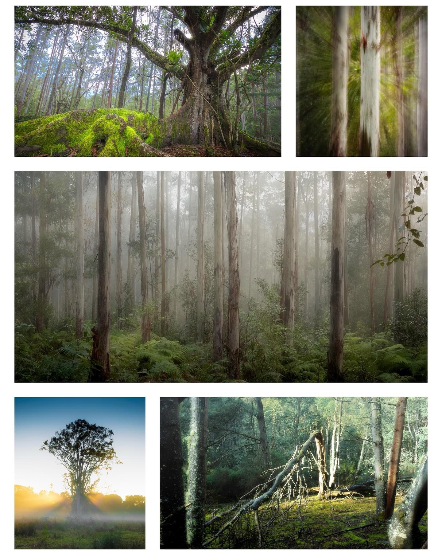 Nature's Majestic Trees
