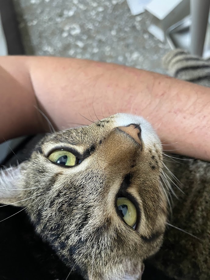 More Cat Content: Because Who Can Resist?