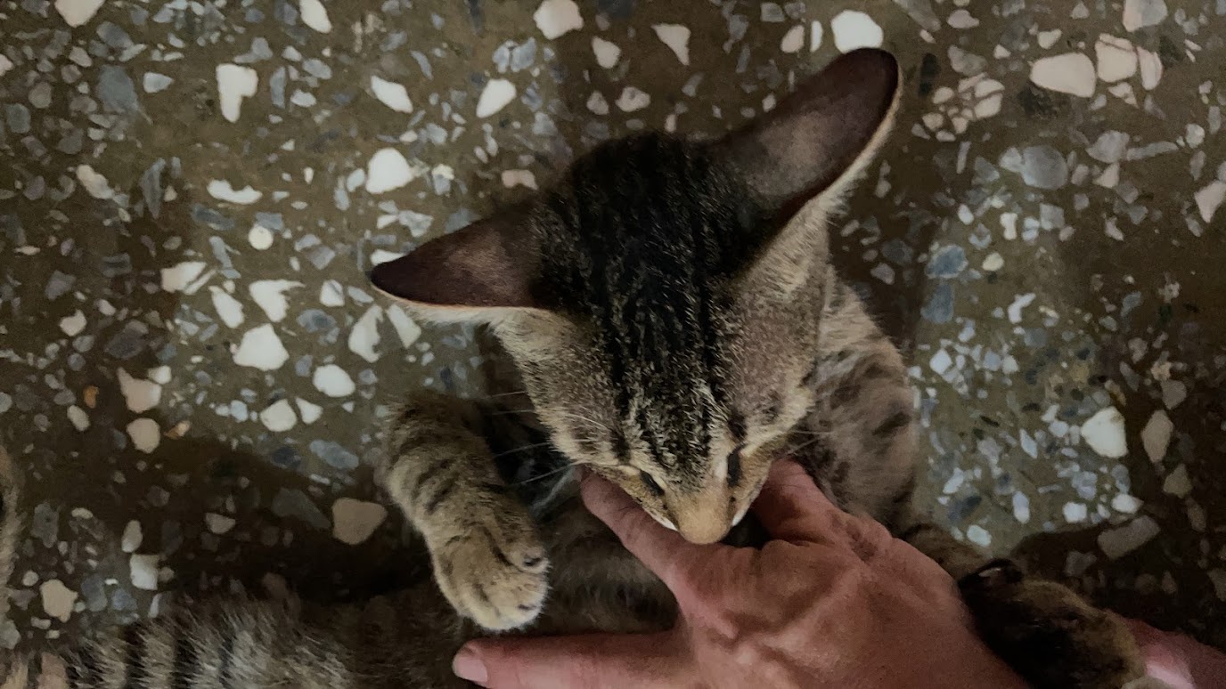 Just a Cute Cat Being Adorable