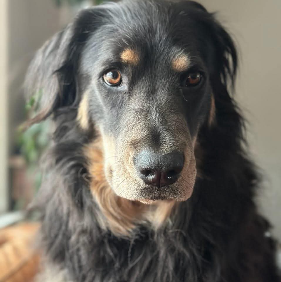 The surprising results of my dog's DNA test