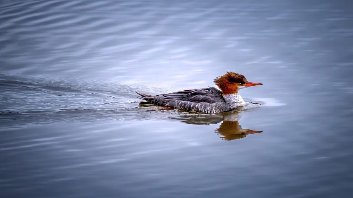 Meet the Magnificent Merganser