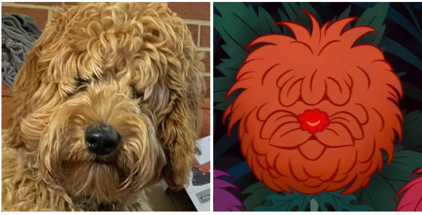 Our dog Hardy resembles one of the whimsical singing flowers from Alice in Wonderland.