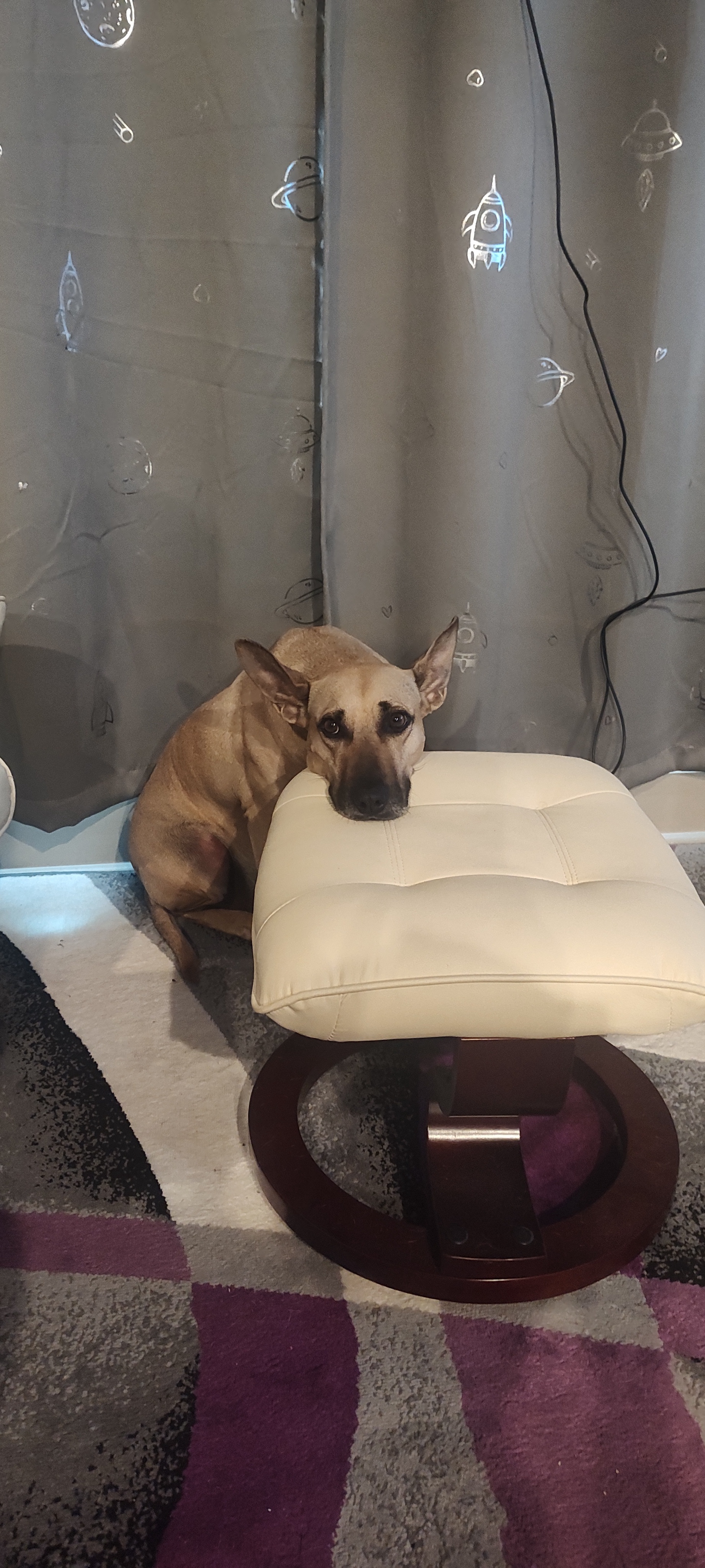 Looks like Maggie is ready for a walk!