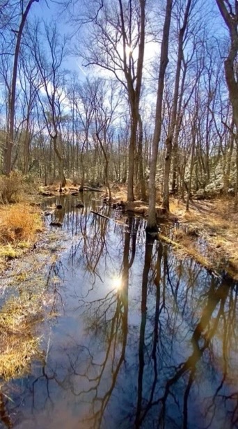 Exploring the Great Outdoors: A Journey Through the Woods