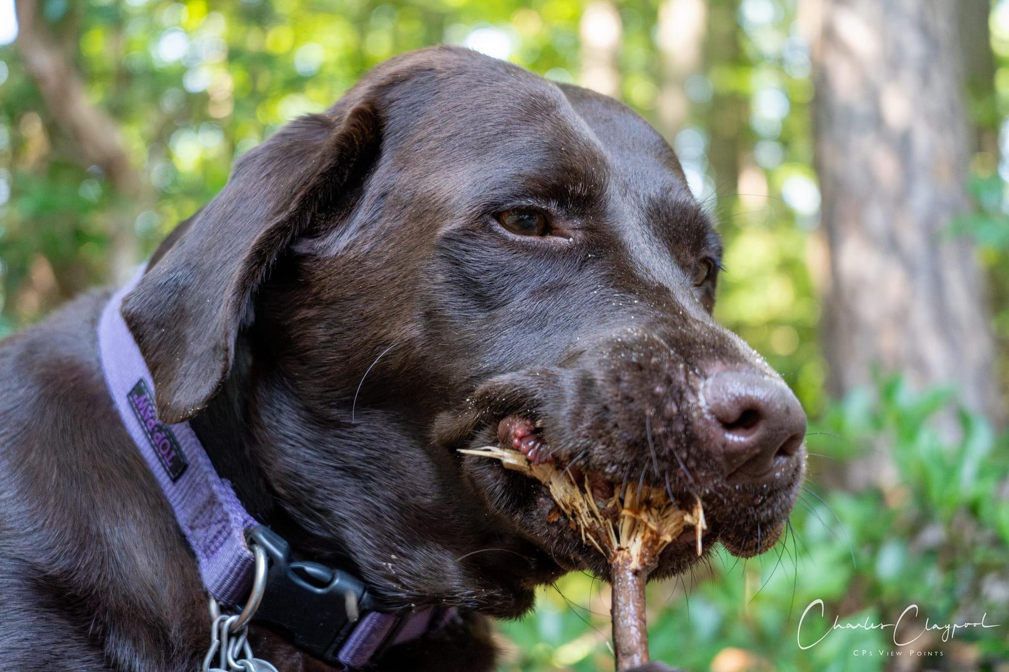 The Mighty Sticks: Nature's Simple Wonders