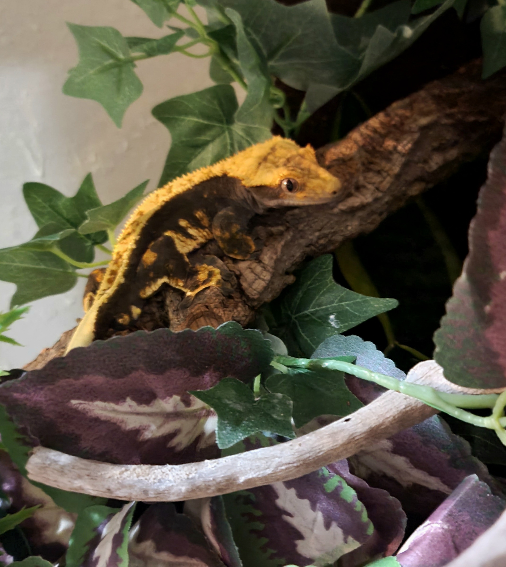 Meet the Crested Gecko: A Unique Pet