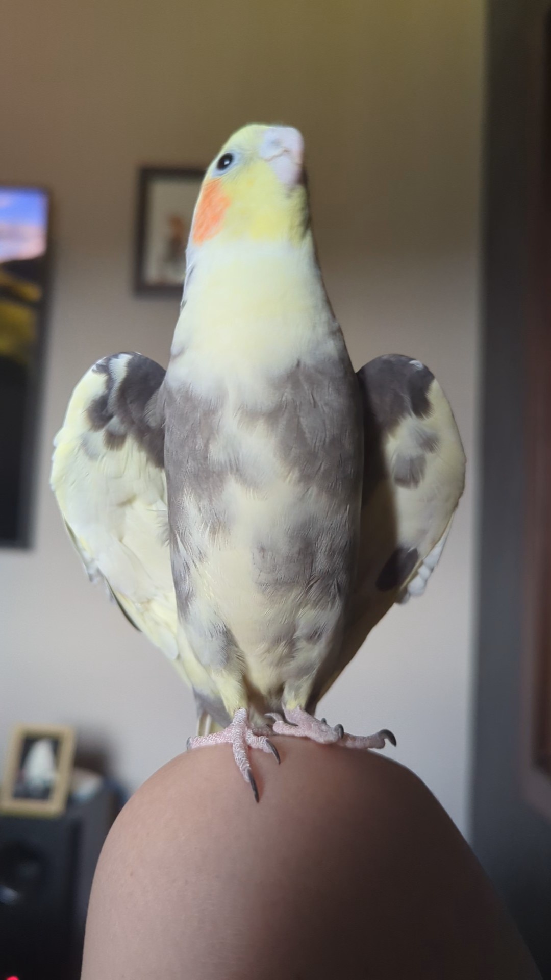 Adorable Bird with Heart-Shaped Wings